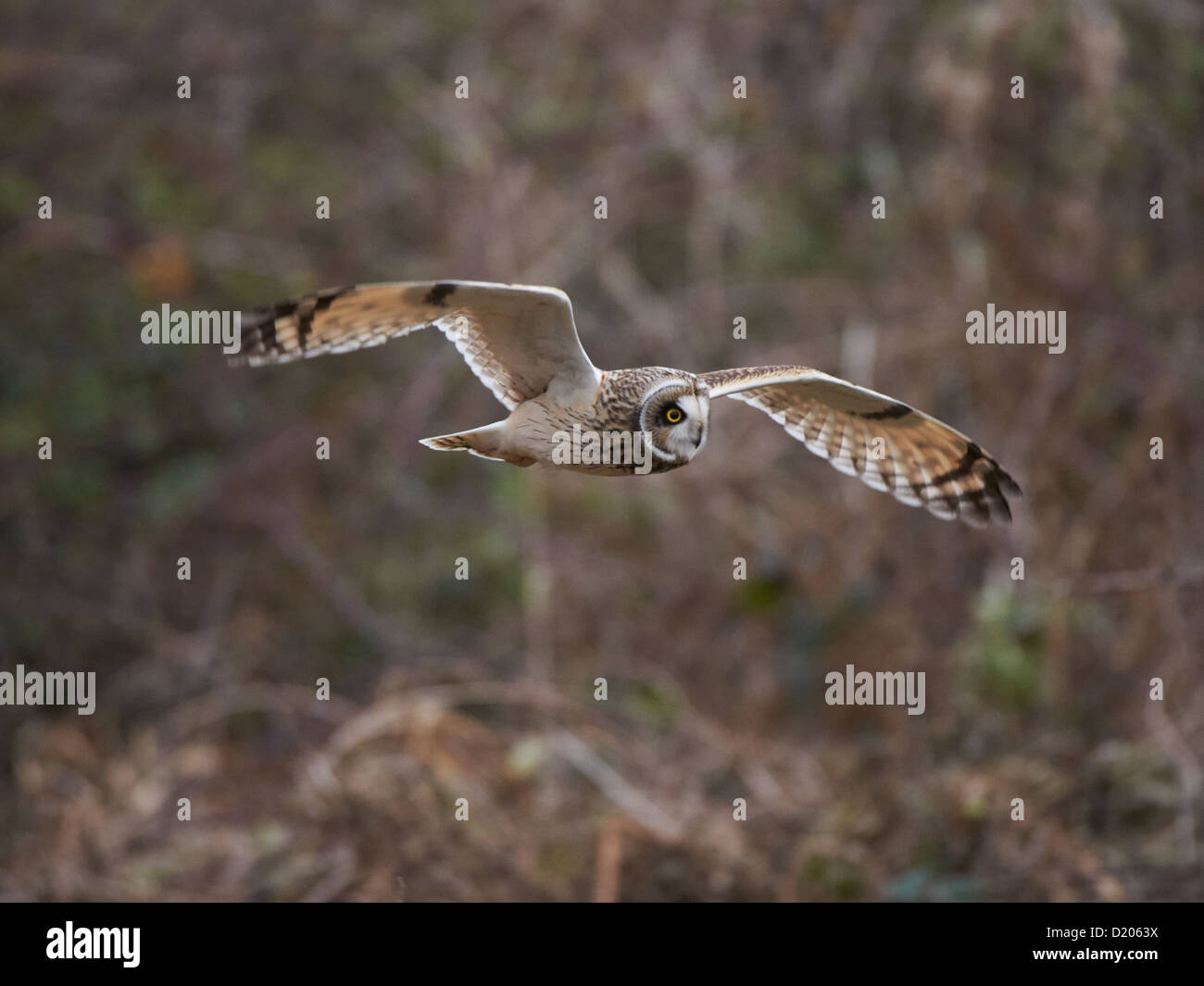 Short-eared owl in flight Stock Photo - Alamy