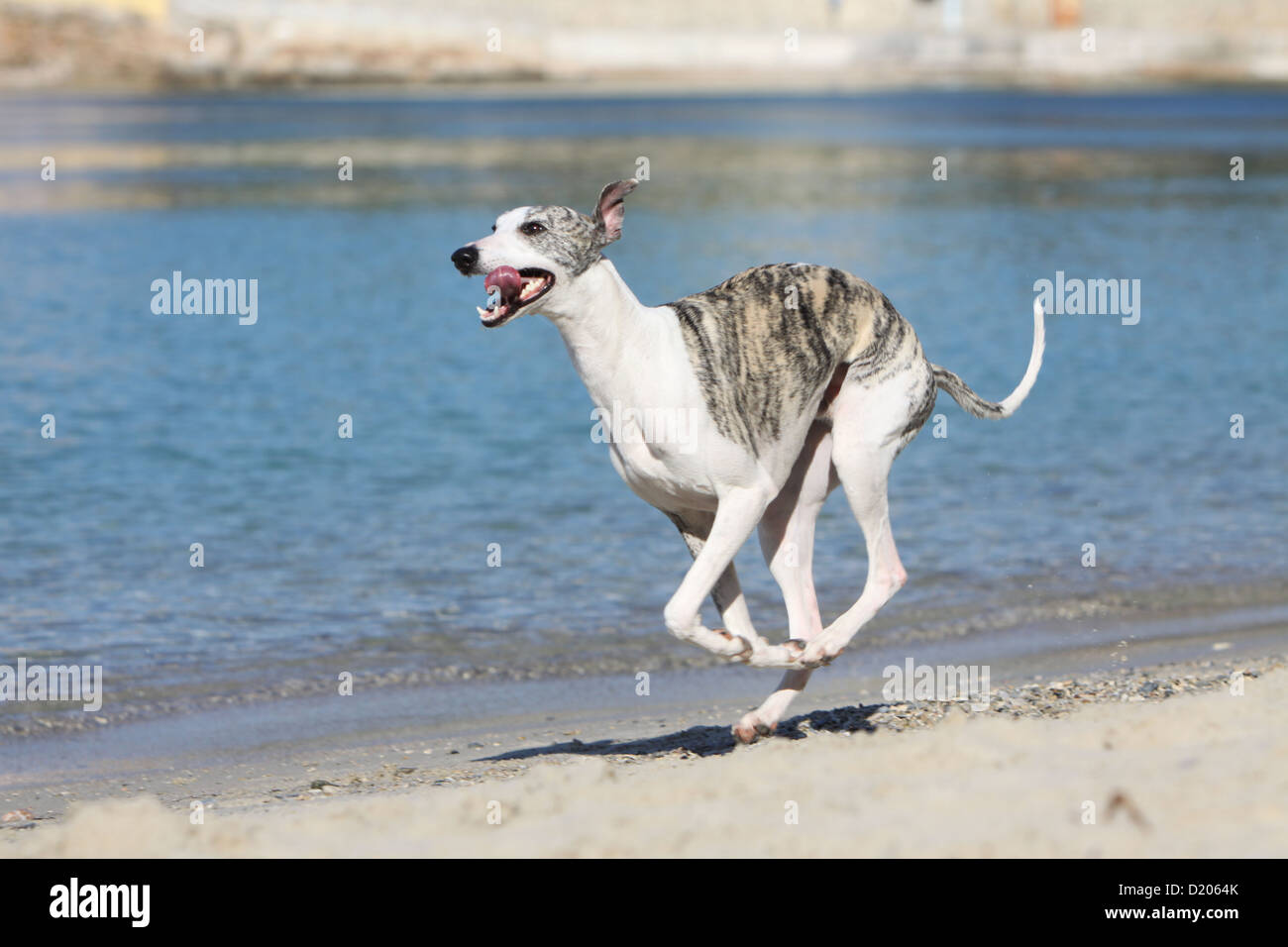 Whippet Running Stock Photos Whippet Running Stock Images Alamy