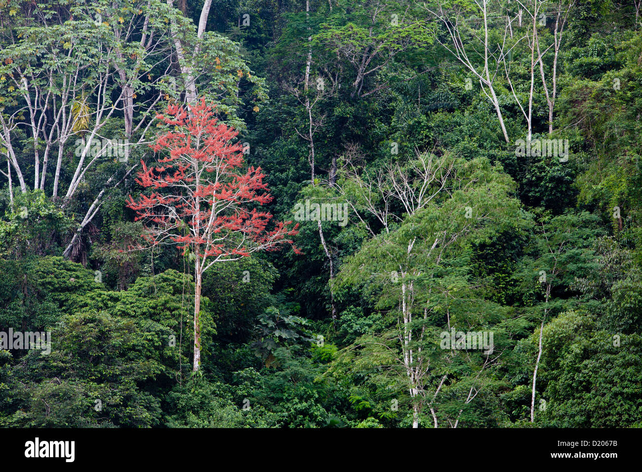 Red tree in the rainforest, Rio Napo, Amazon, Ecuador, South America Stock Photo