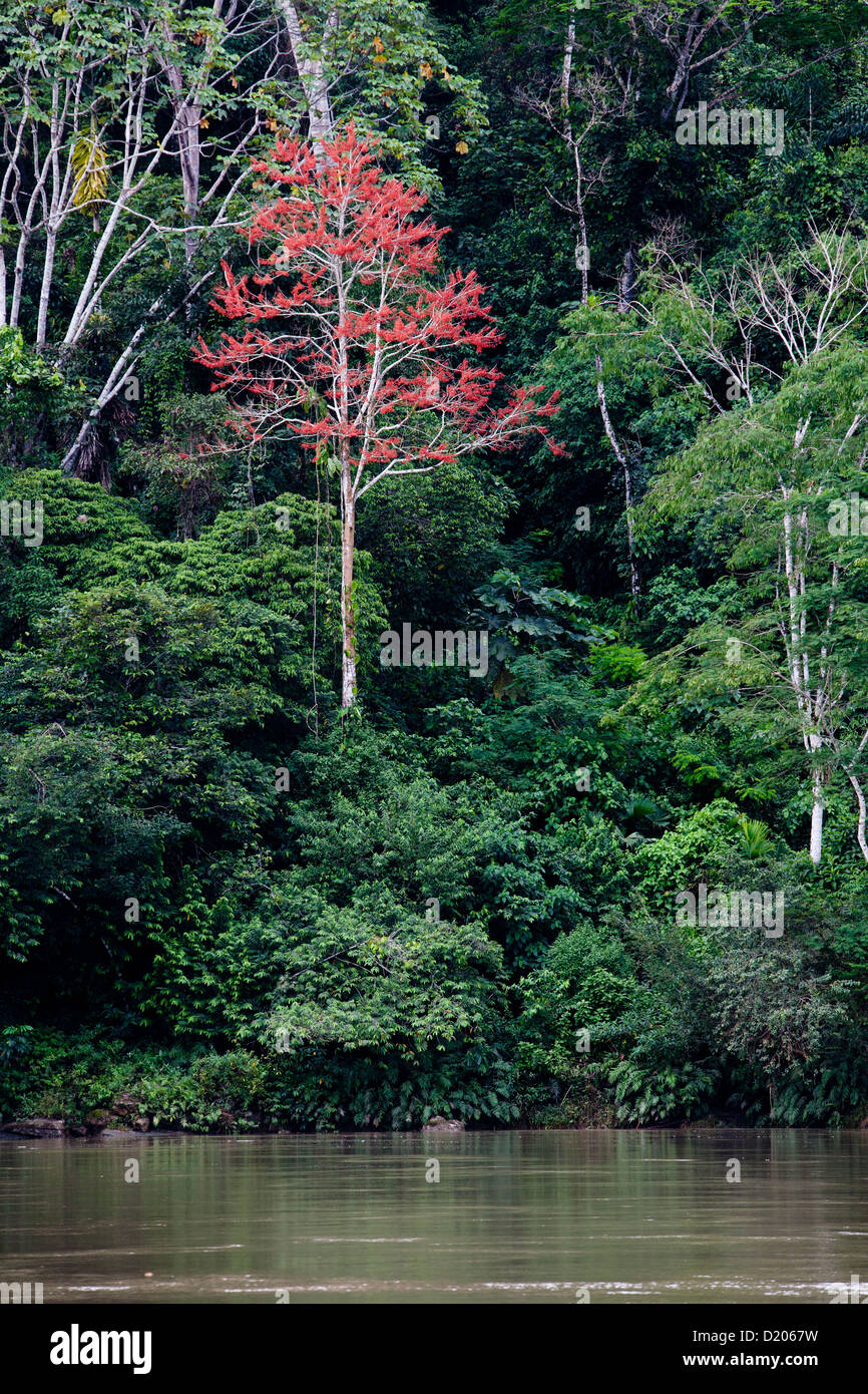 Red tree in the rainforest, Rio Napo, Amazone, Ecuador, South America Stock Photo