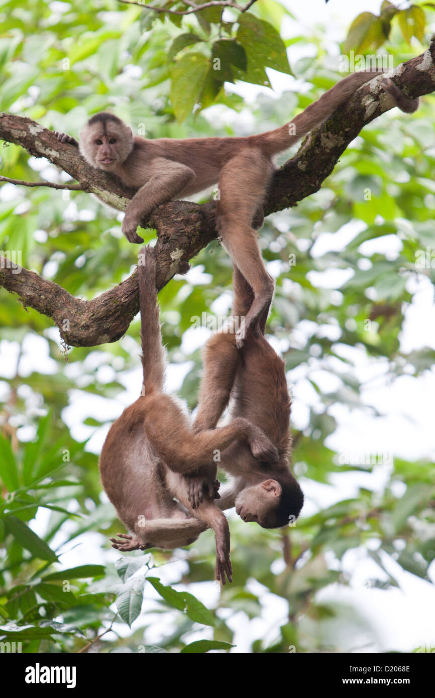 Capuchin monkeys at Misahualli, Rio Napo, Amazonas, Ecuador, South America Stock Photo