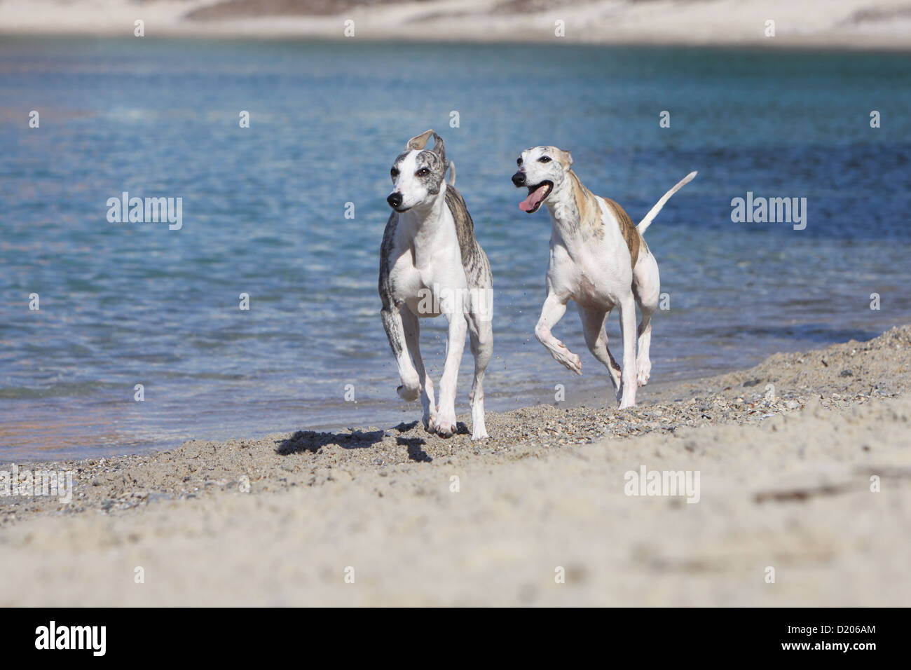 Dog Whippet (English Greyhound Miniature) two adults running on the beach Stock Photo