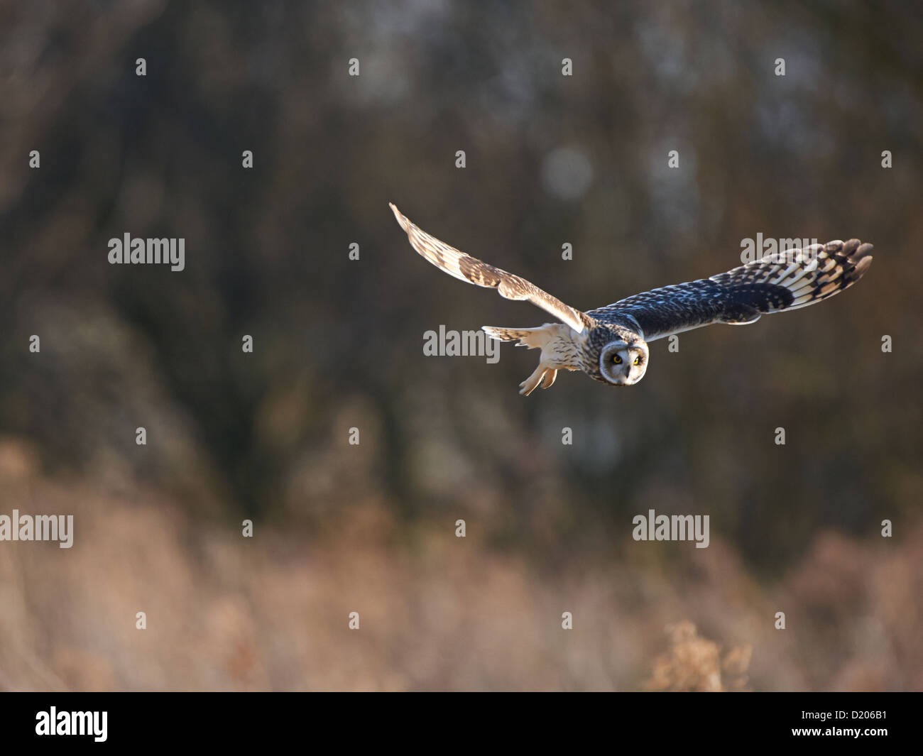 Short-eared owl in flight Stock Photo - Alamy