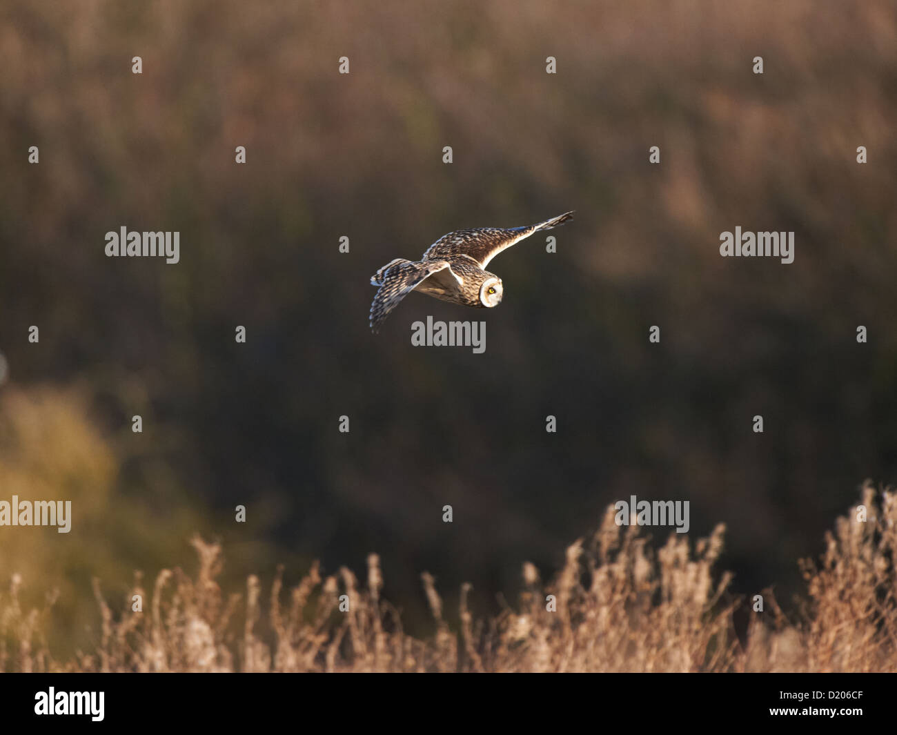 Short-eared owl in flight Stock Photo - Alamy