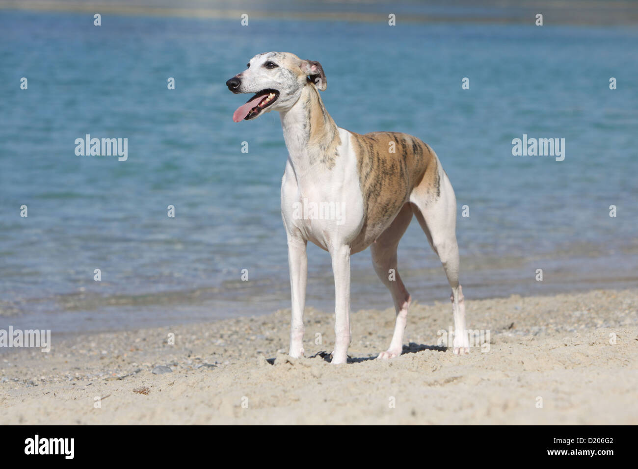 Dog Whippet (English Greyhound Miniature) adult standing on the beach