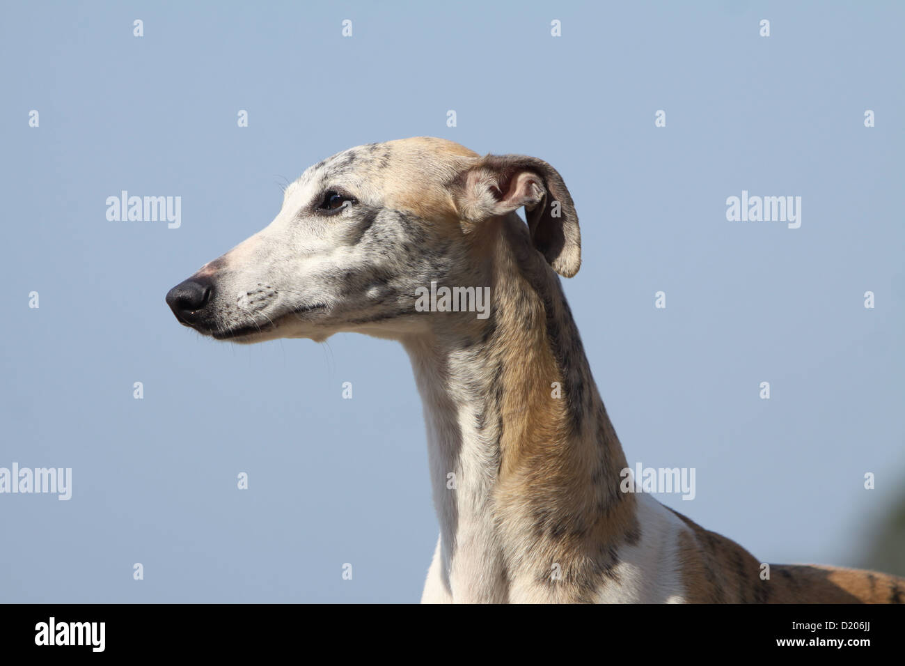 Dog Whippet ( English Greyhound Miniature) adult portrait profile Stock