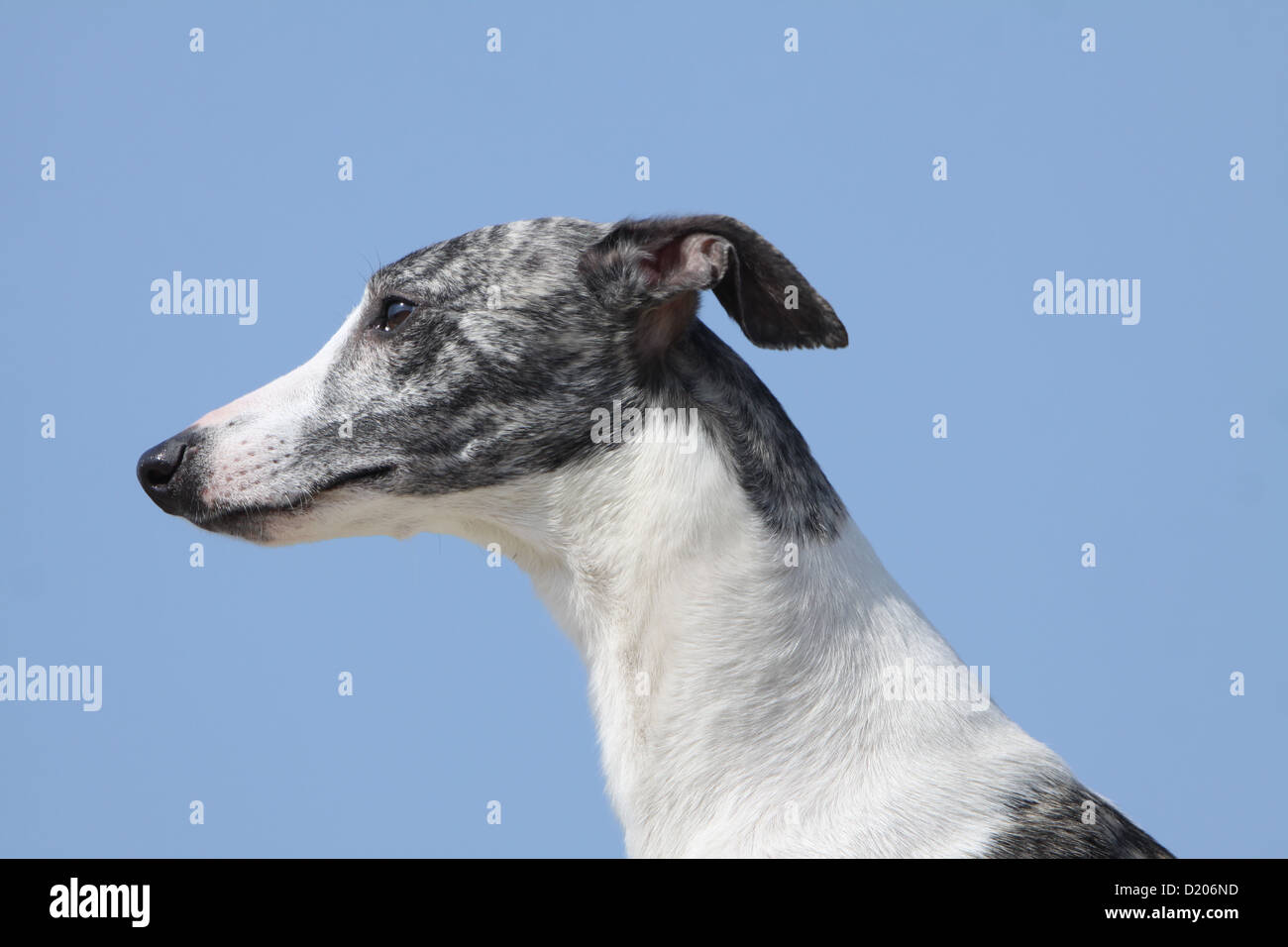 Dog Whippet ( English Greyhound Miniature) adult portrait profile Stock