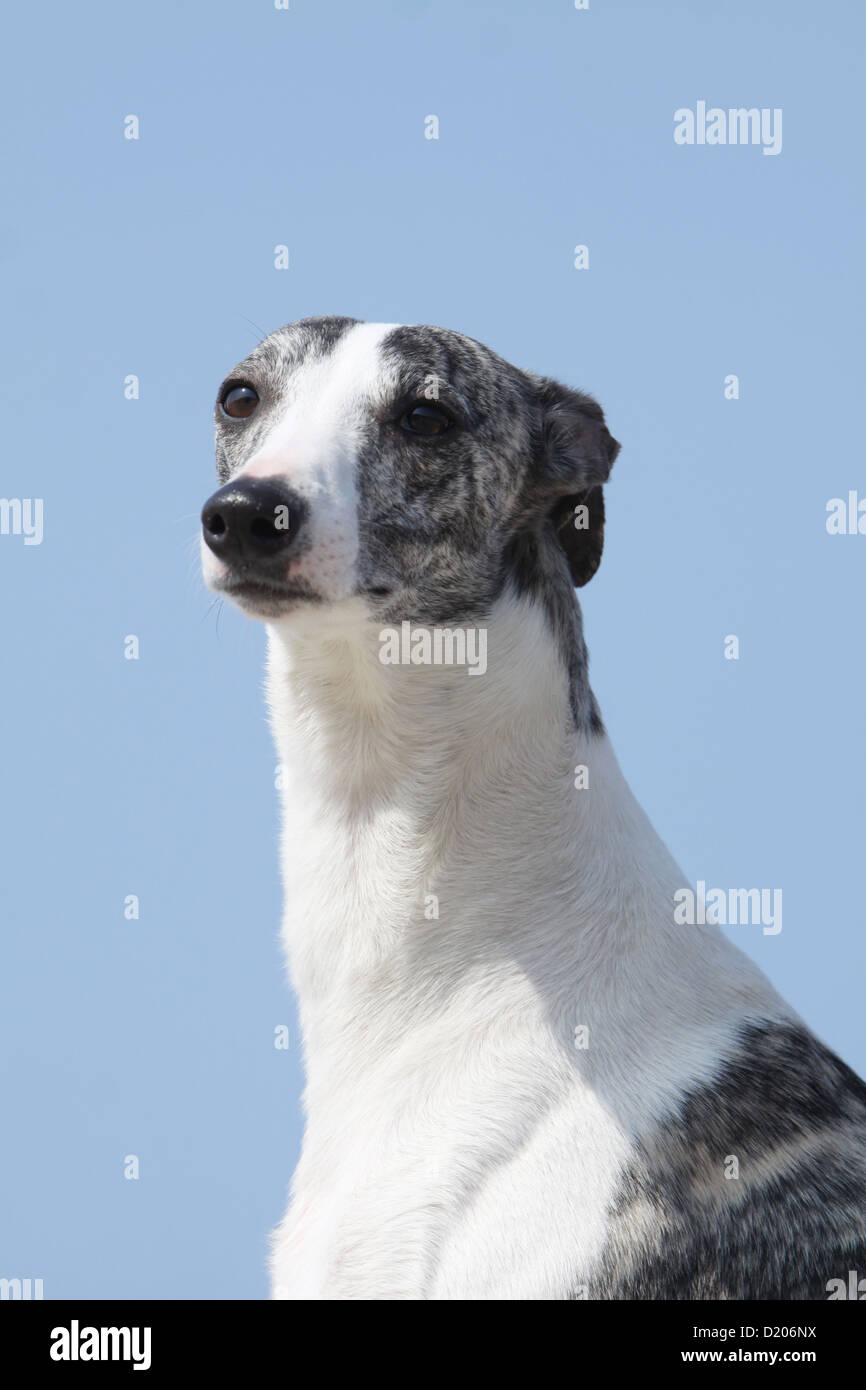 Dog Whippet ( English Greyhound Miniature) adult portrait Stock Photo