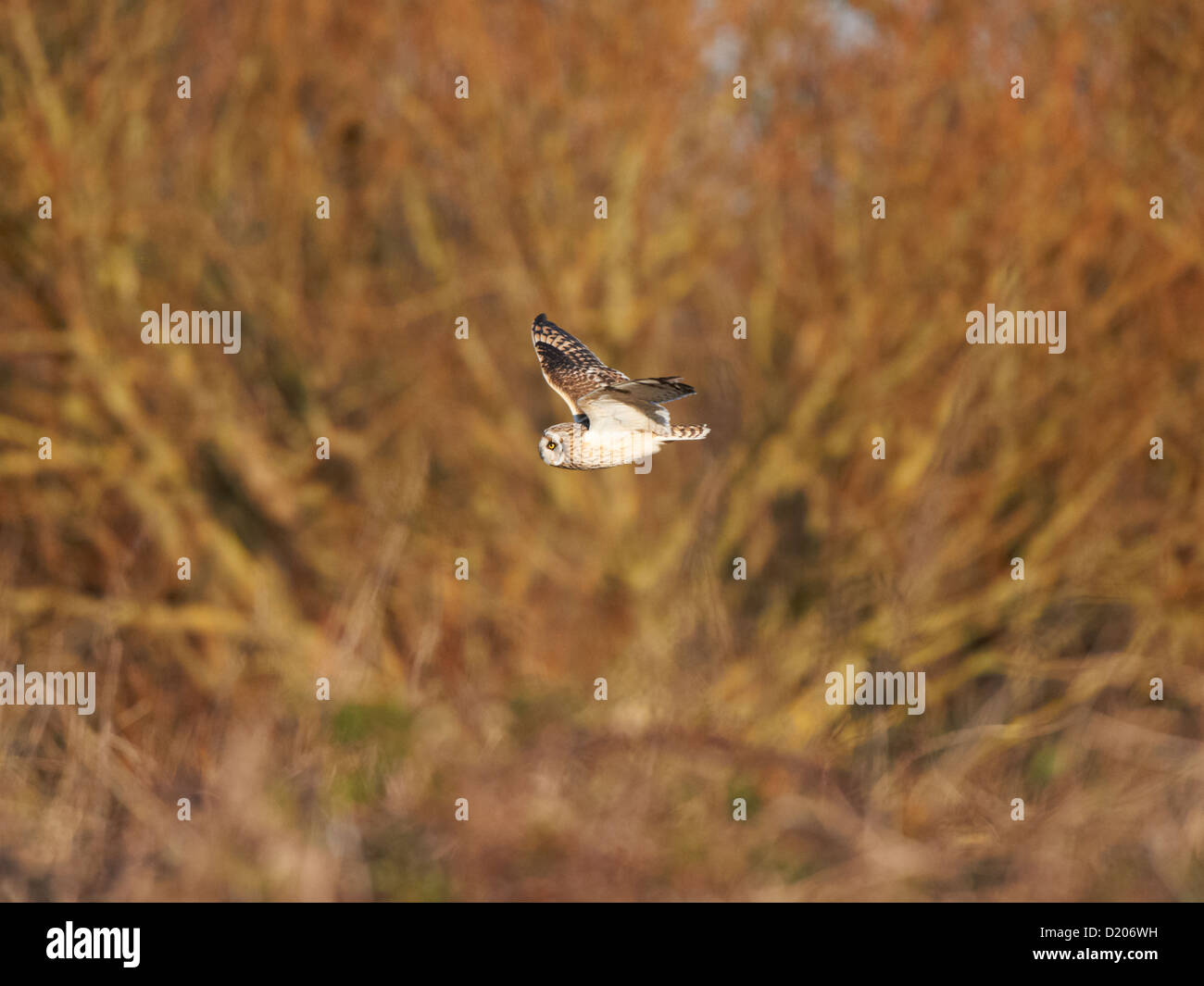 Short-eared owl in flight Stock Photo - Alamy
