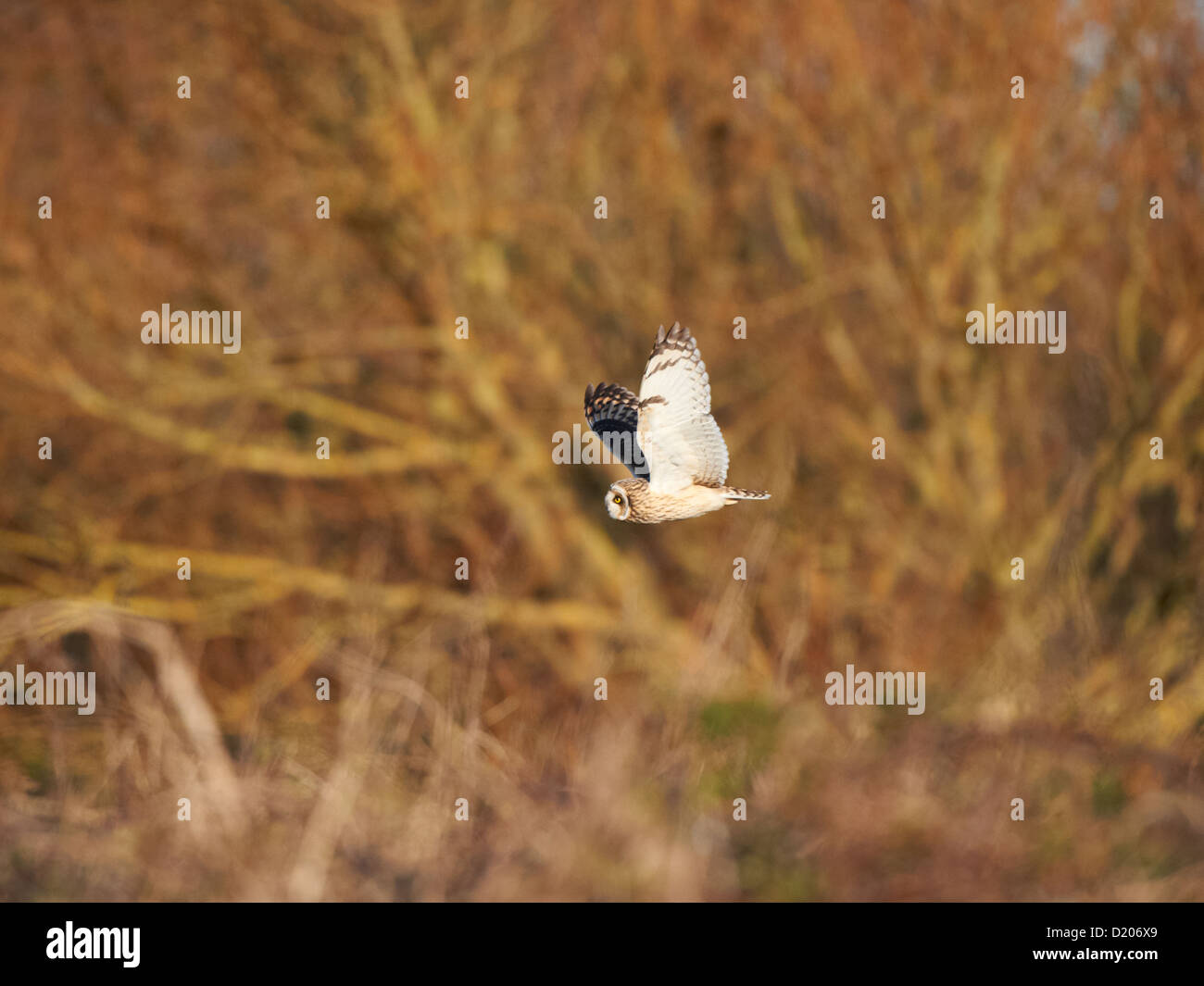 Short-eared owl in flight Stock Photo - Alamy
