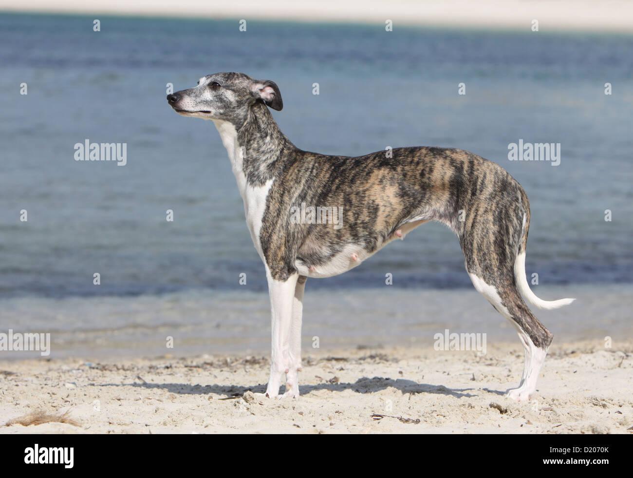 Dog whippet english greyhound miniature hires stock photography and
