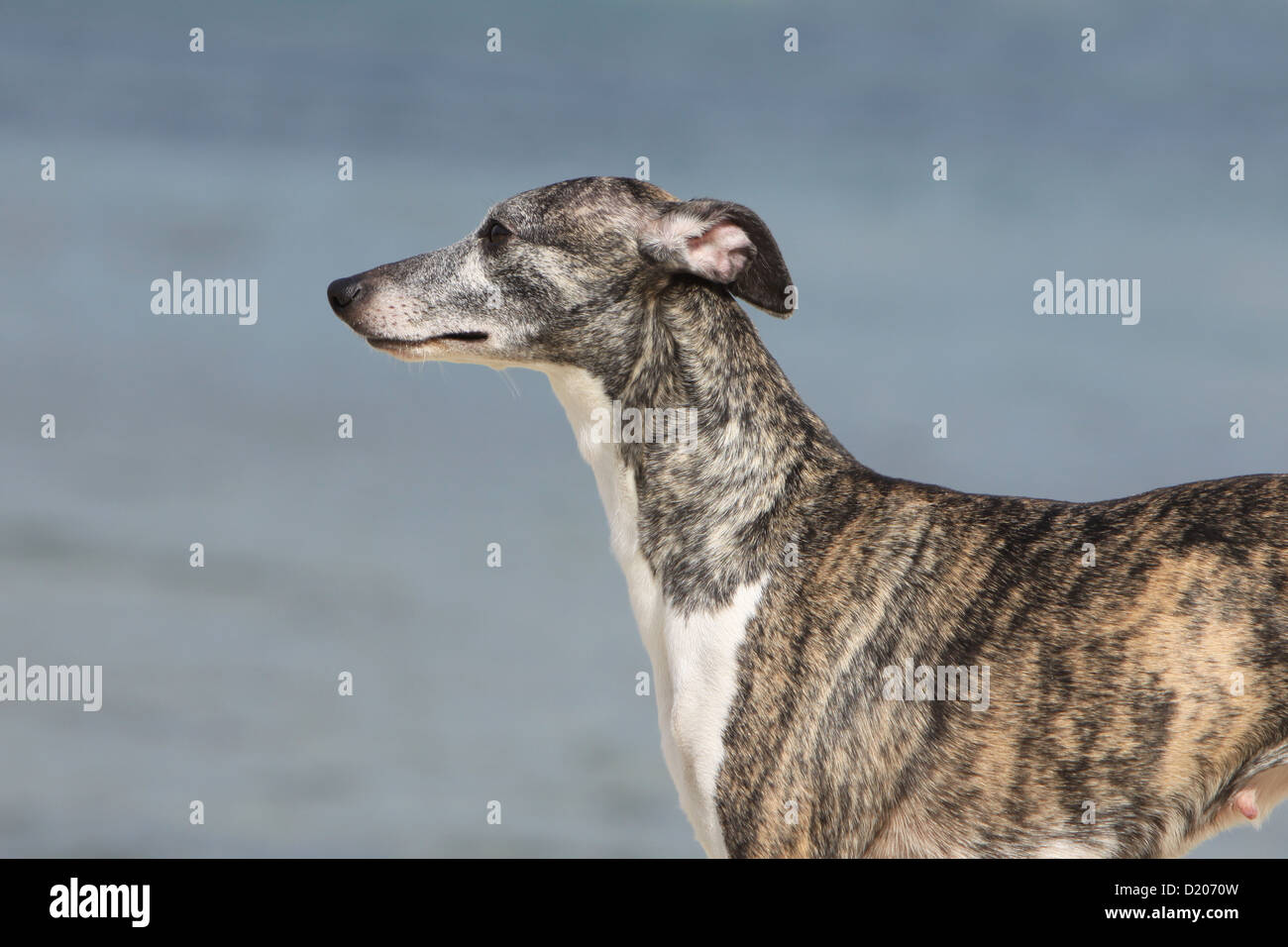 Dog Whippet ( English Greyhound Miniature) adult portrait profile Stock