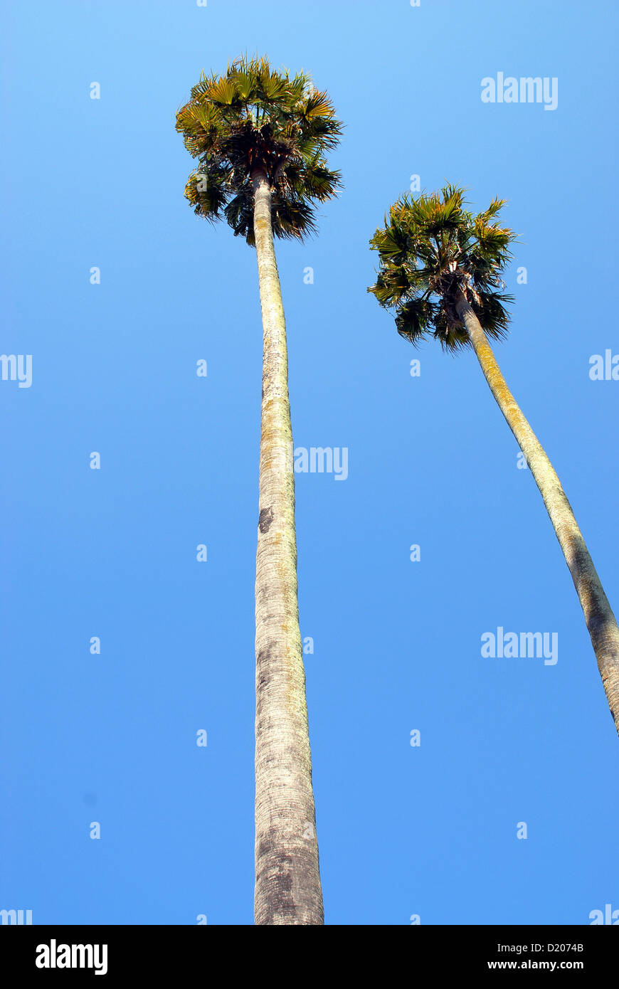 Tall Palm Trees Stock Photo Alamy