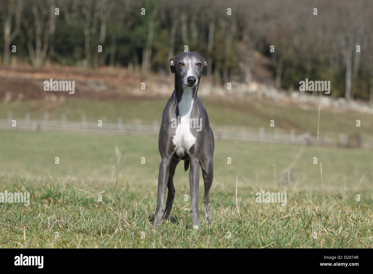 Dog Whippet (English Greyhound Miniature) adult standing in a meadow