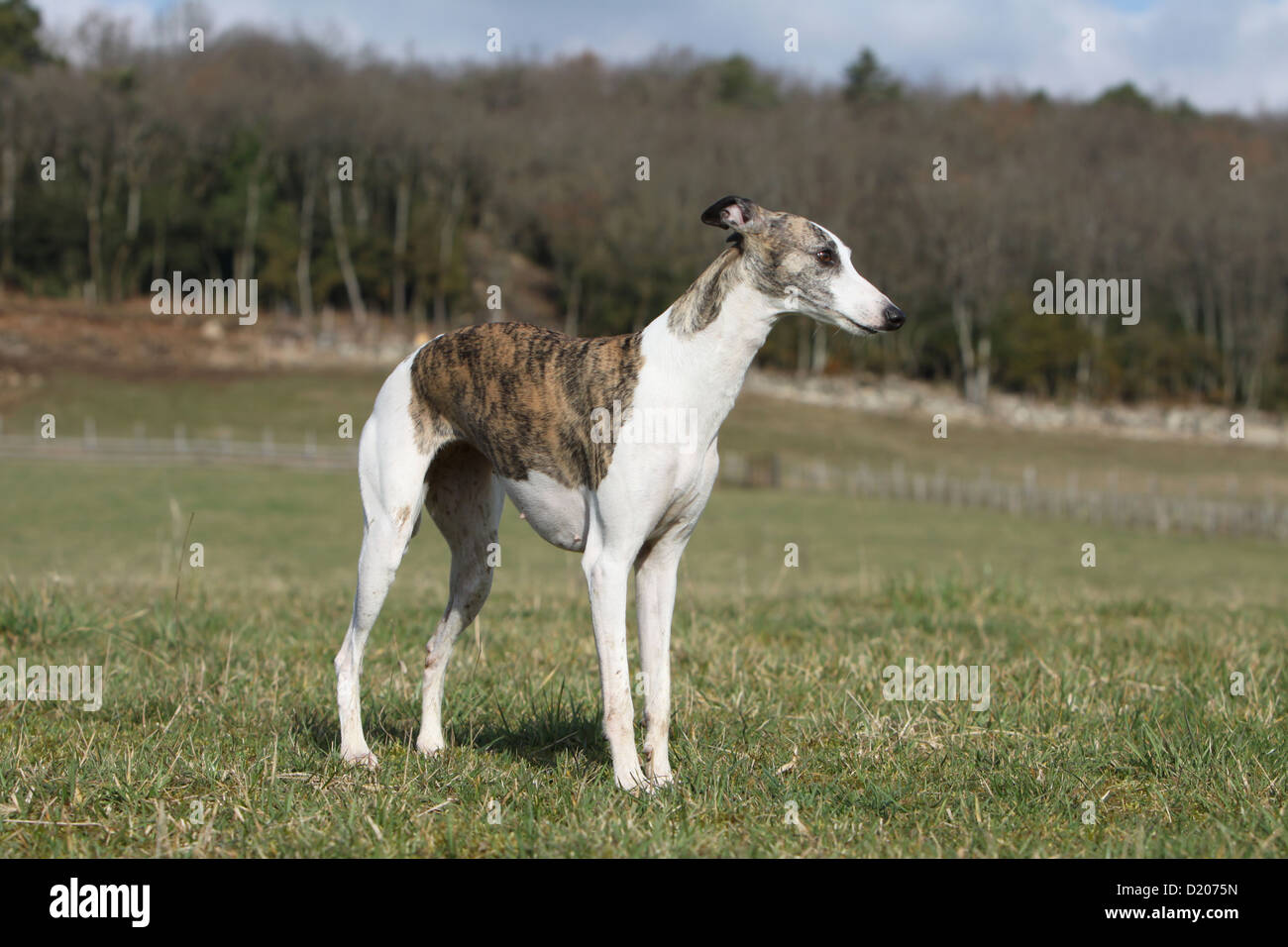 Dog Whippet ( English Greyhound Miniature) adult standard profile Stock