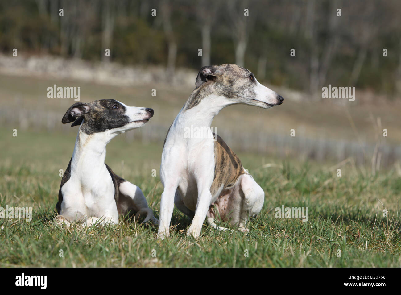 Dog Whippet (English Greyhound Miniature) two adults different colors in a meadow Stock Photo