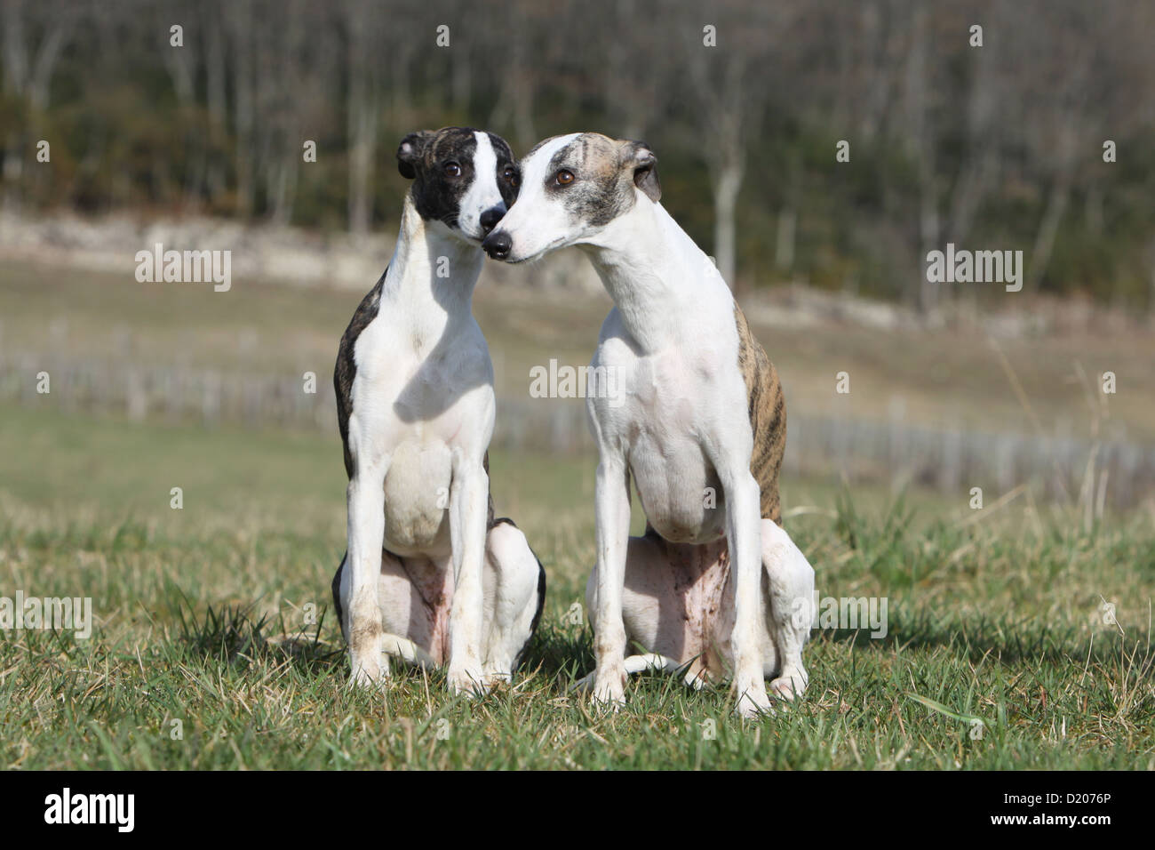 Dog Whippet (English Greyhound Miniature) two adults sitting in a meadow Stock Photo