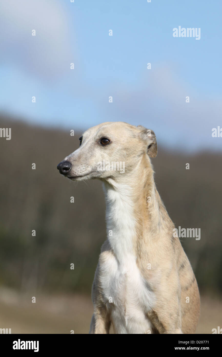 Dog Whippet ( English Greyhound Miniature) adult portrait profile Stock