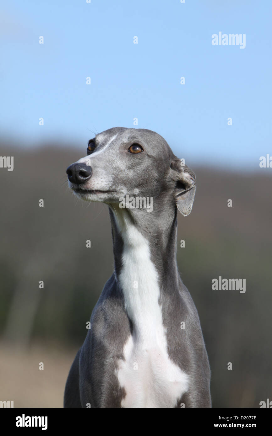 Blue Whippet Stock Photos Blue Whippet Stock Images Alamy