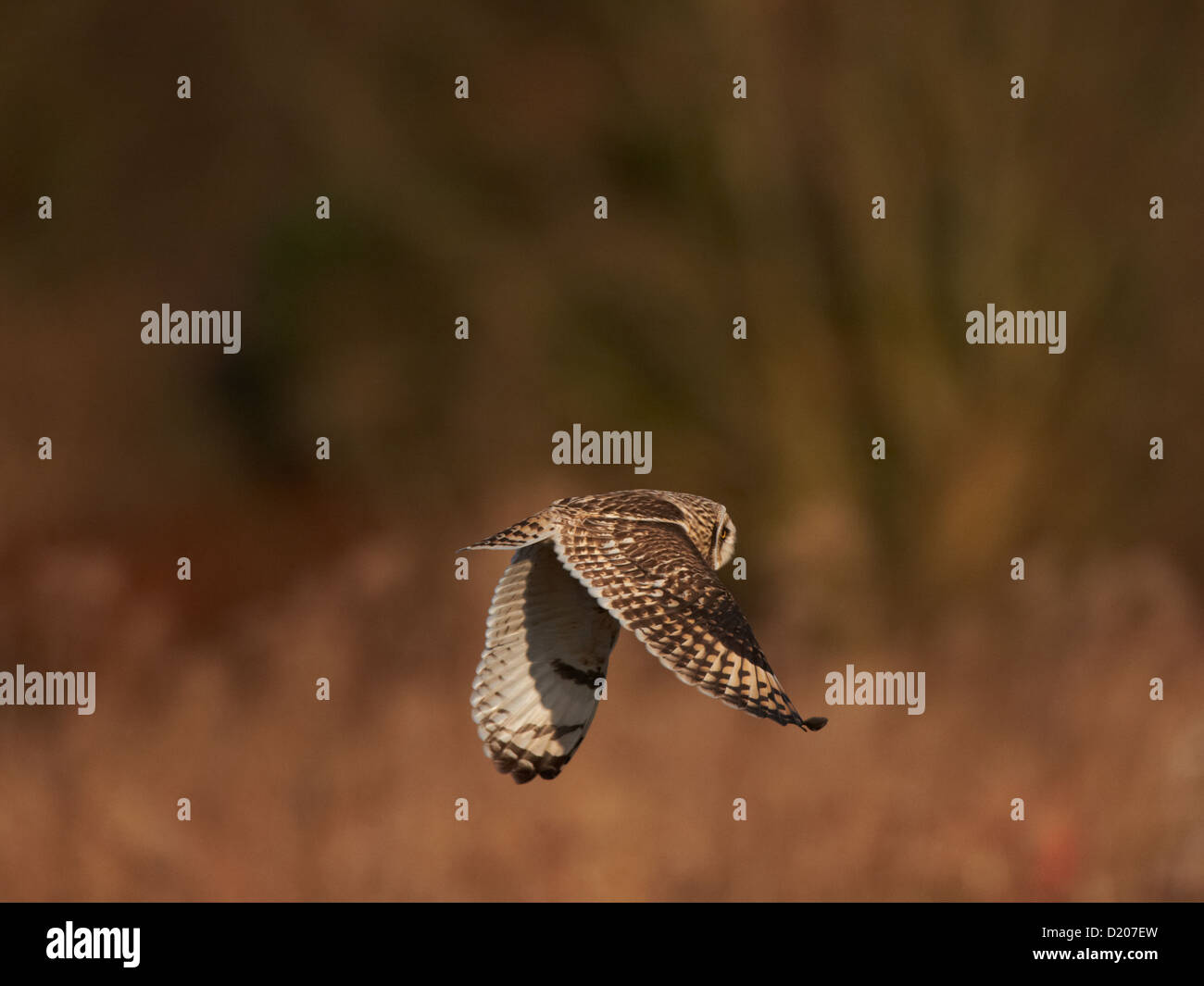 Short-eared owl in flight Stock Photo - Alamy