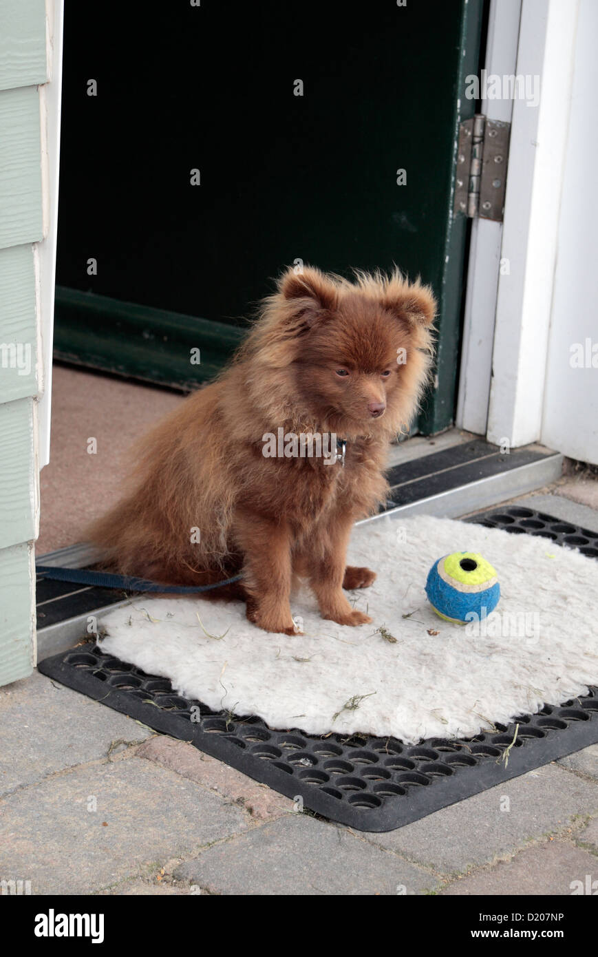 A cute  Pomeranian dog sitting outside a front door, UK. Stock Photo