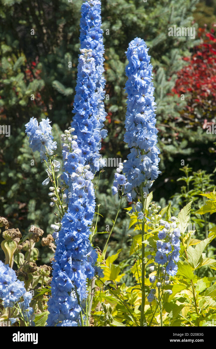 Delphiniums flourishing in the Dandenong Ranges, outside Melbourne Stock Photo