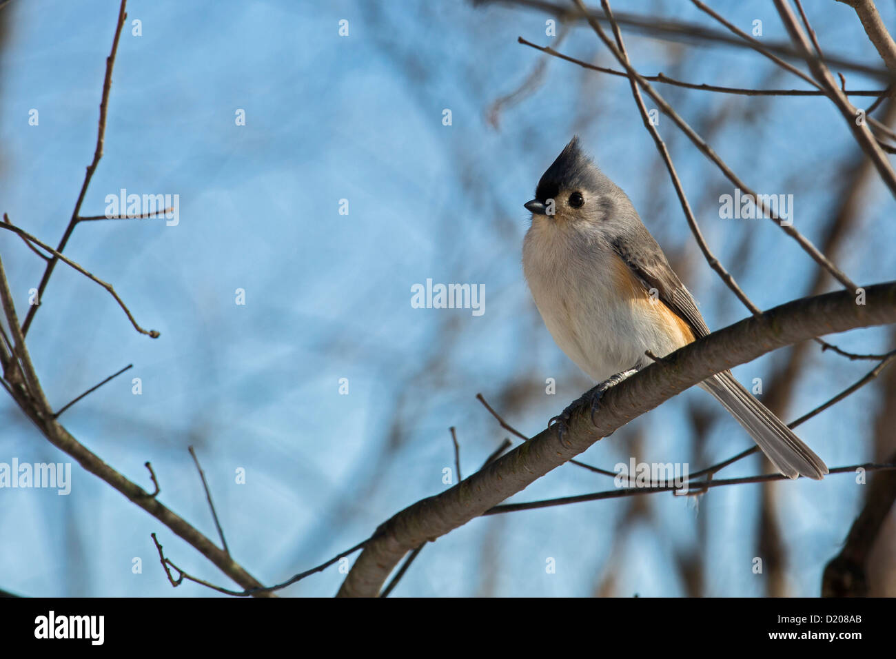 Milford, Michigan - Tufted titmouse (Parus bicolor). Stock Photo