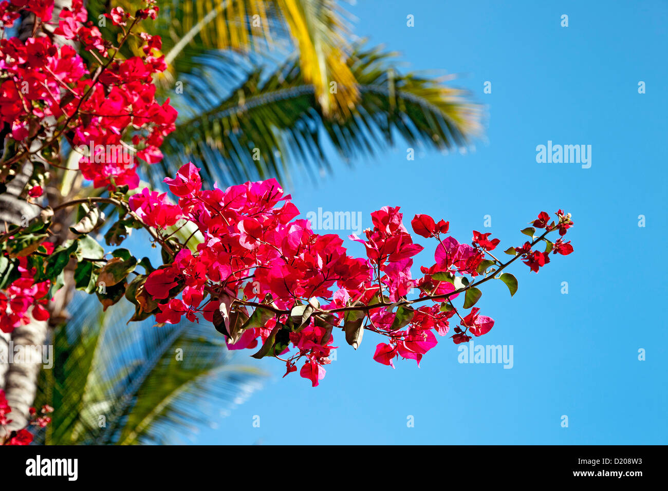 Bougainvillea with  palm tree in the background, Gran Canaria, Canary Islands, Spain Stock Photo