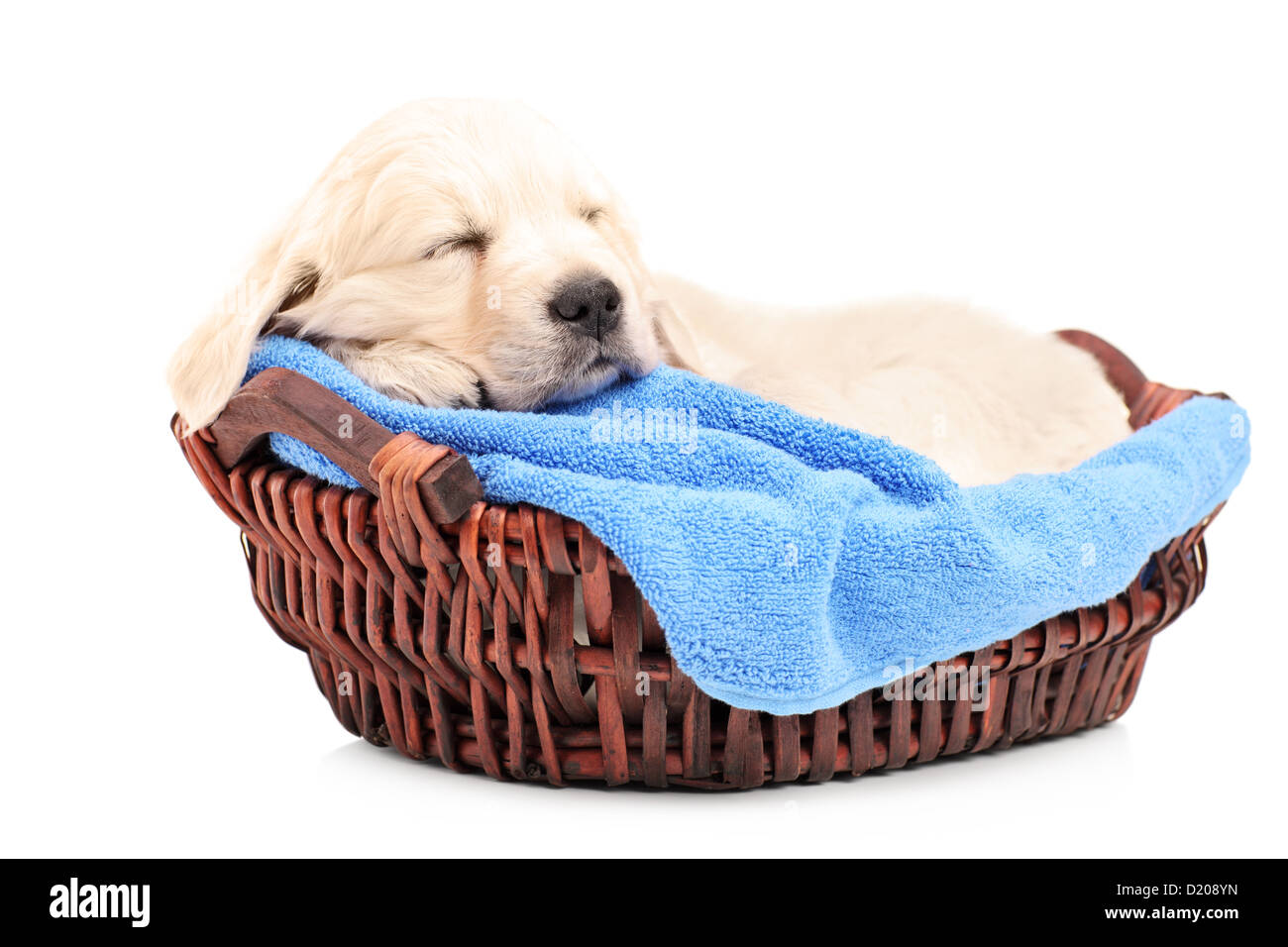Retriever puppy dog sleeping in a basket isolated on white background Stock Photo