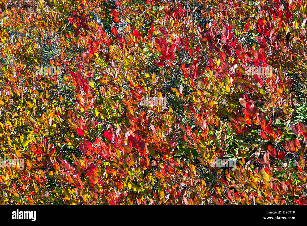 Colorful autumn ground cover, Maine, USA Stock Photo