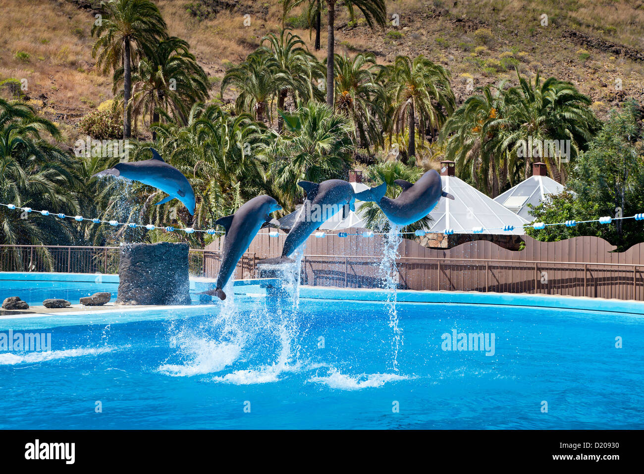 Dolphin show at the Palmitos Park, Maspalomas, Gran Canaria, Canary Islands, Spain, Europe Stock Photo