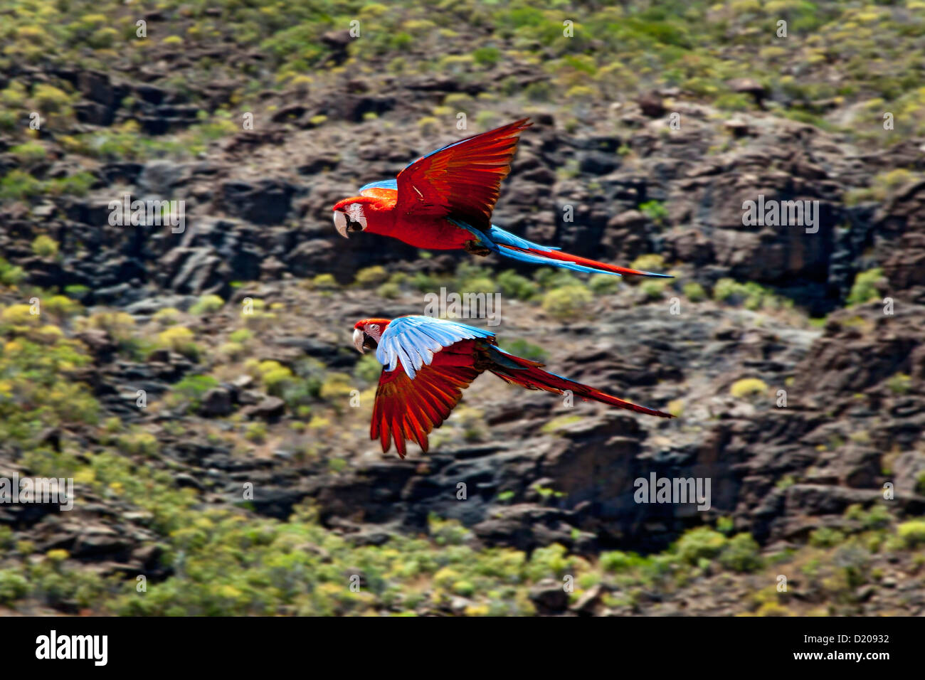 Parrots during a bird show, Palmitos Park, Maspalomas, Gran Canaria, Canary Islands, Spain, Europe Stock Photo