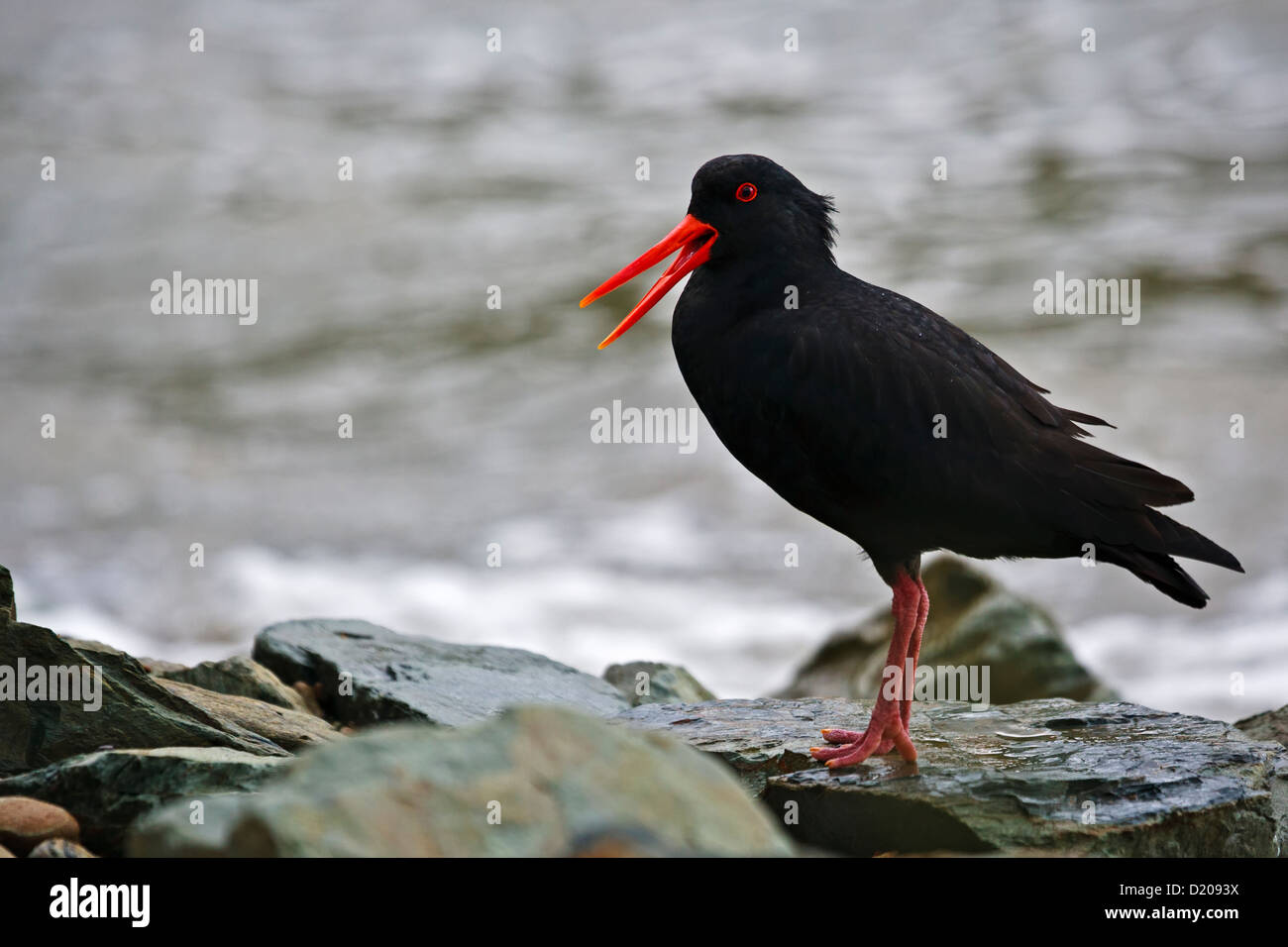 Variable Oyster Catcher, Haematopus unicolor, along the beach at Ocean Bay, Port Underwood, Marlborough District, South Island, Stock Photo