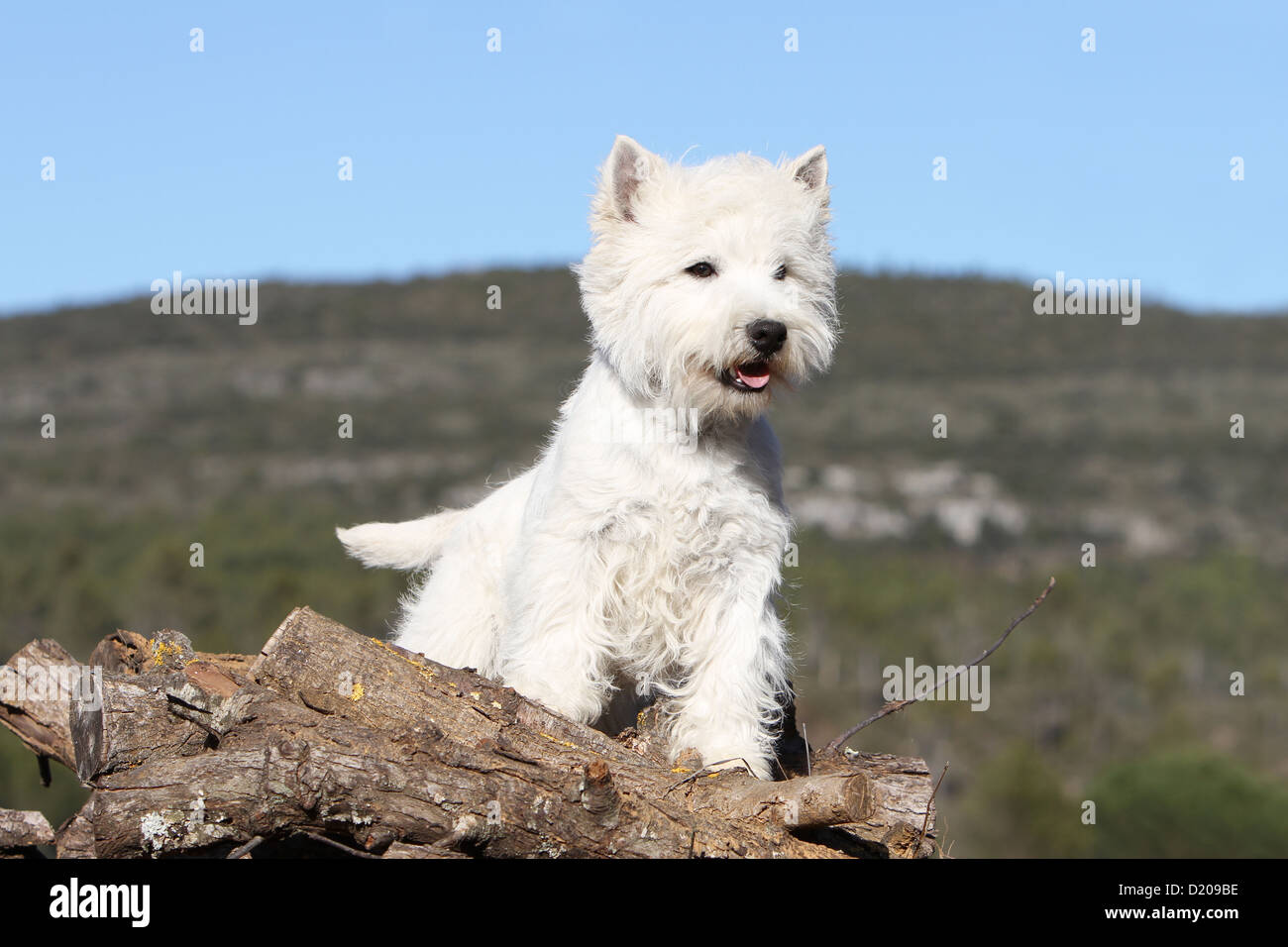 Roseneath scotland hires stock photography and images Alamy