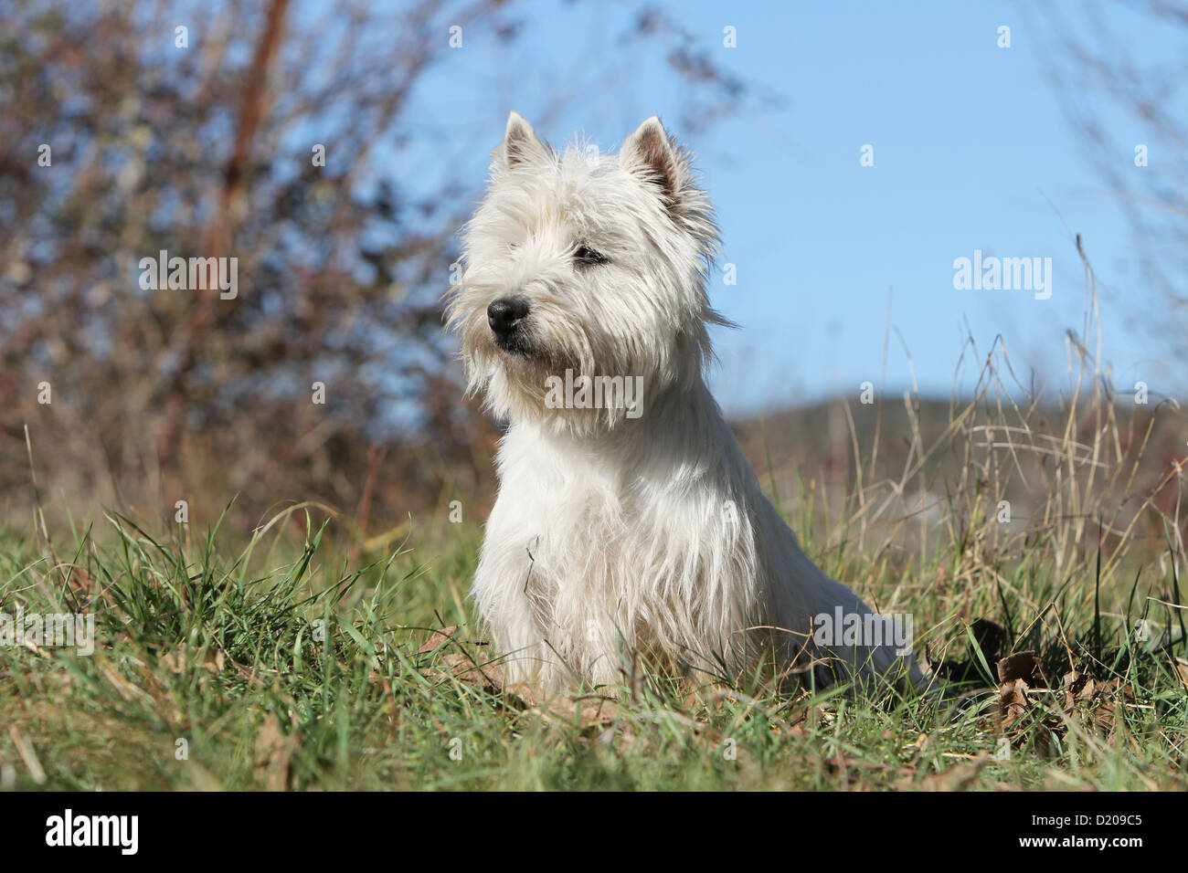 Dog West Highland White Terrier / Westie adult sitting in a meadow Stock Photo