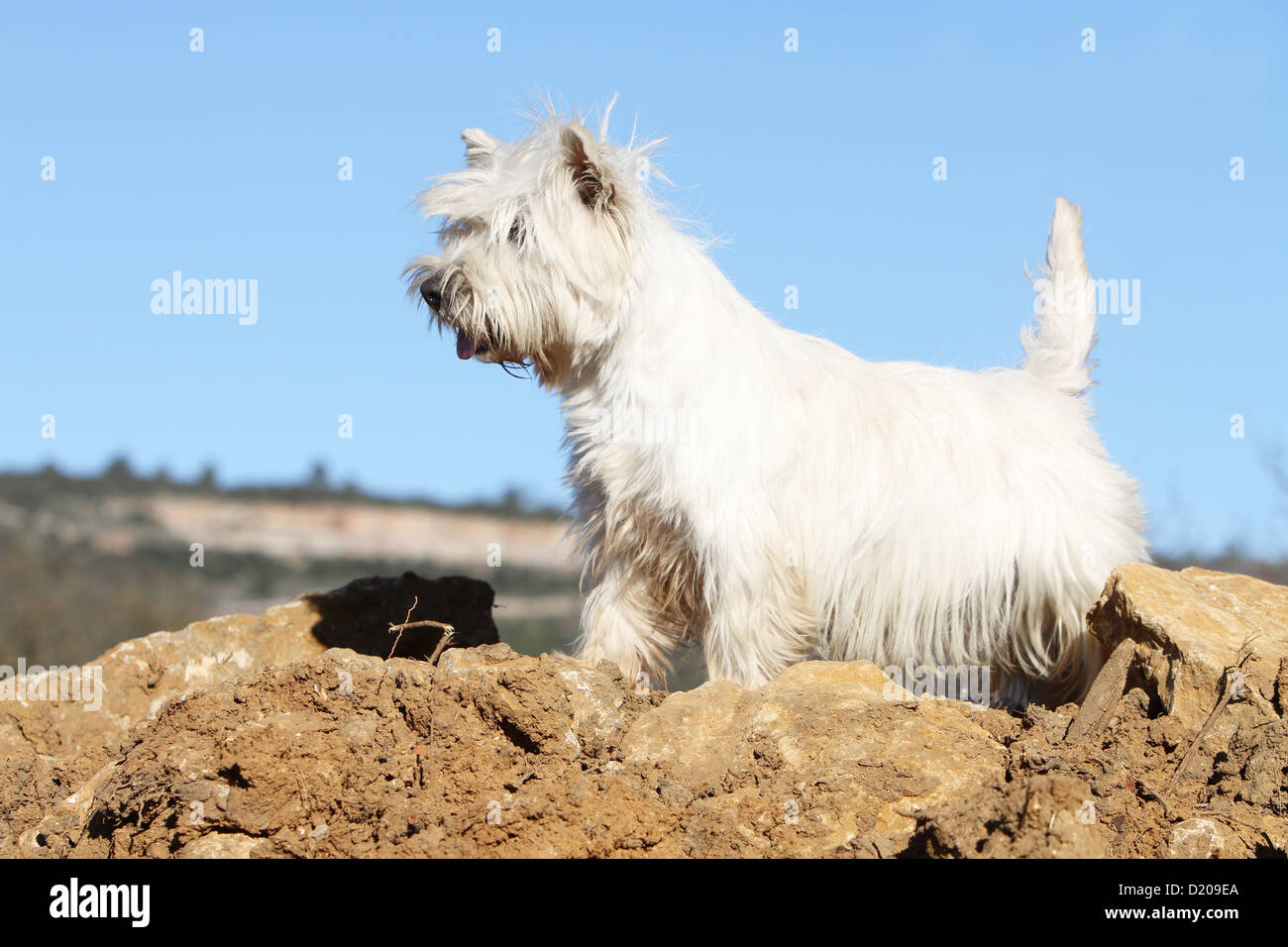 Dog West Highland White Terrier / Westie adult standard profile Stock Photo