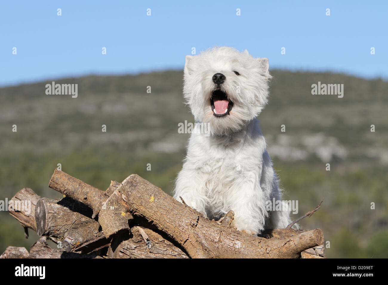 Dog West Highland White Terrier / Westie adult sitting on a wood Stock Photo