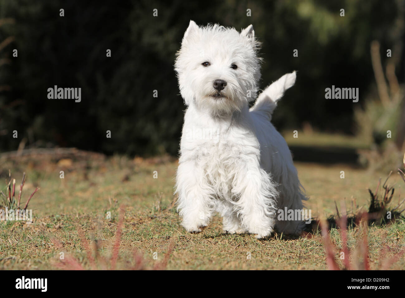Dog West Highland White Terrier / Westie adult standing face Stock Photo