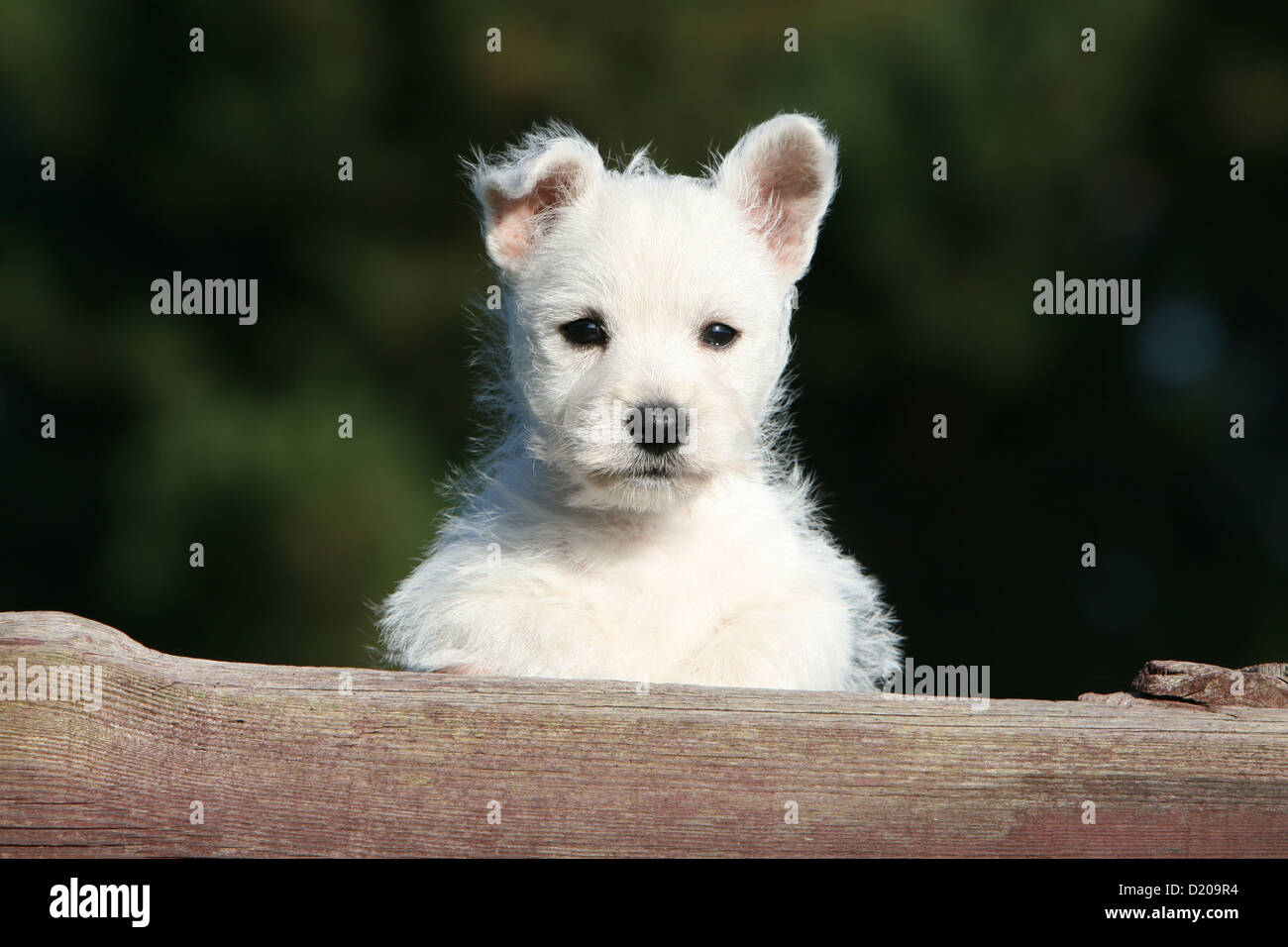 Westie Puppy High Resolution Stock Photography And Images Alamy