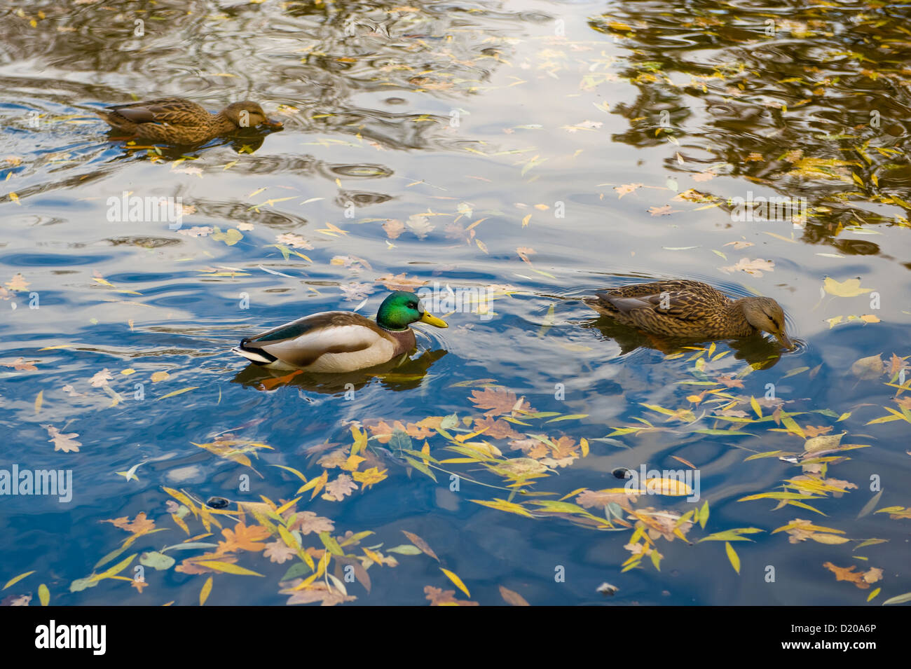 Berlin, Germany, mallard ducks on the pond in the Friedrichshain park Stock Photo