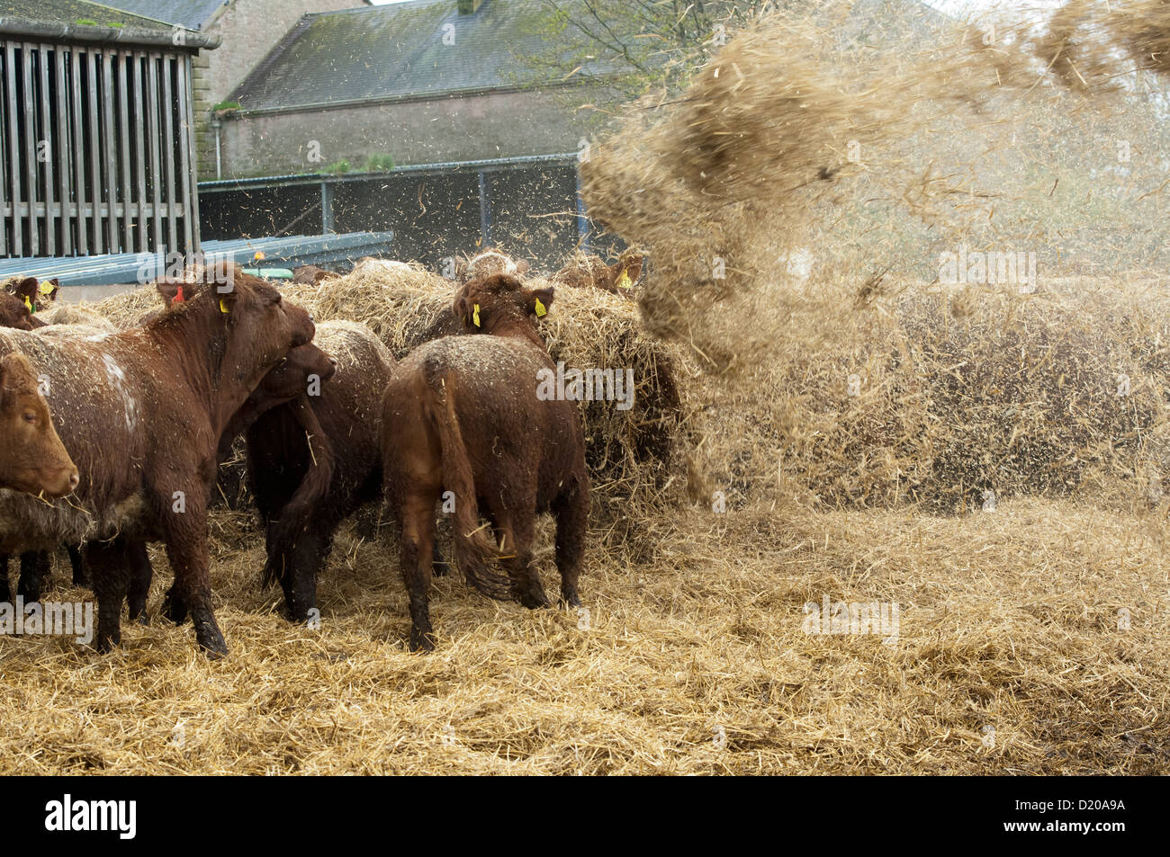 Beef cattle in a finishing lot get chopped straw for bedding Stock