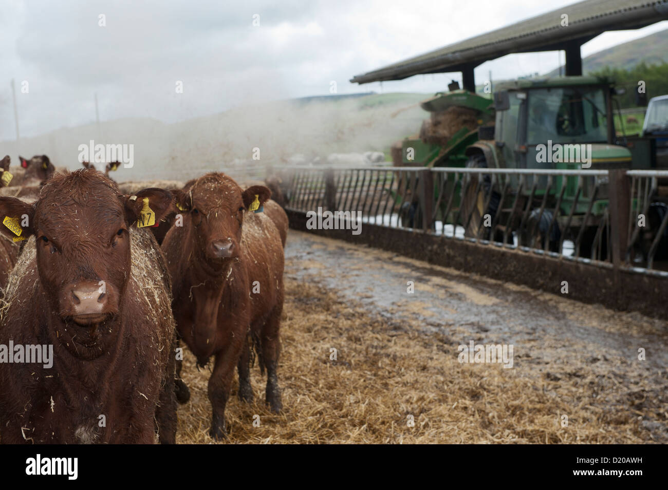 Blowing chopped straw for bedding in a beef finishing lot witth a John Deere tractor and straw chopper. Northumberland, UK Stock Photo