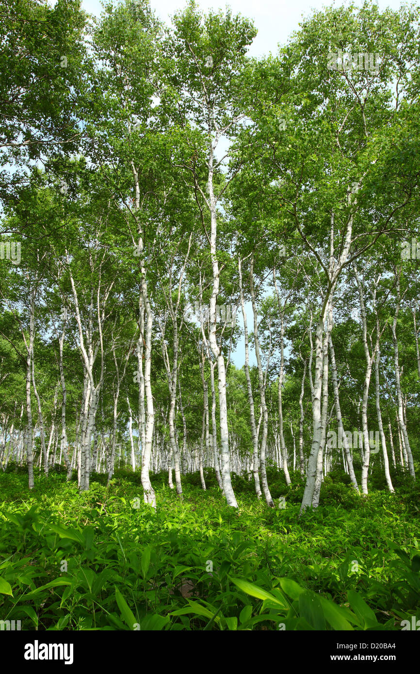 Japanese white birch tree hires stock photography and images Alamy