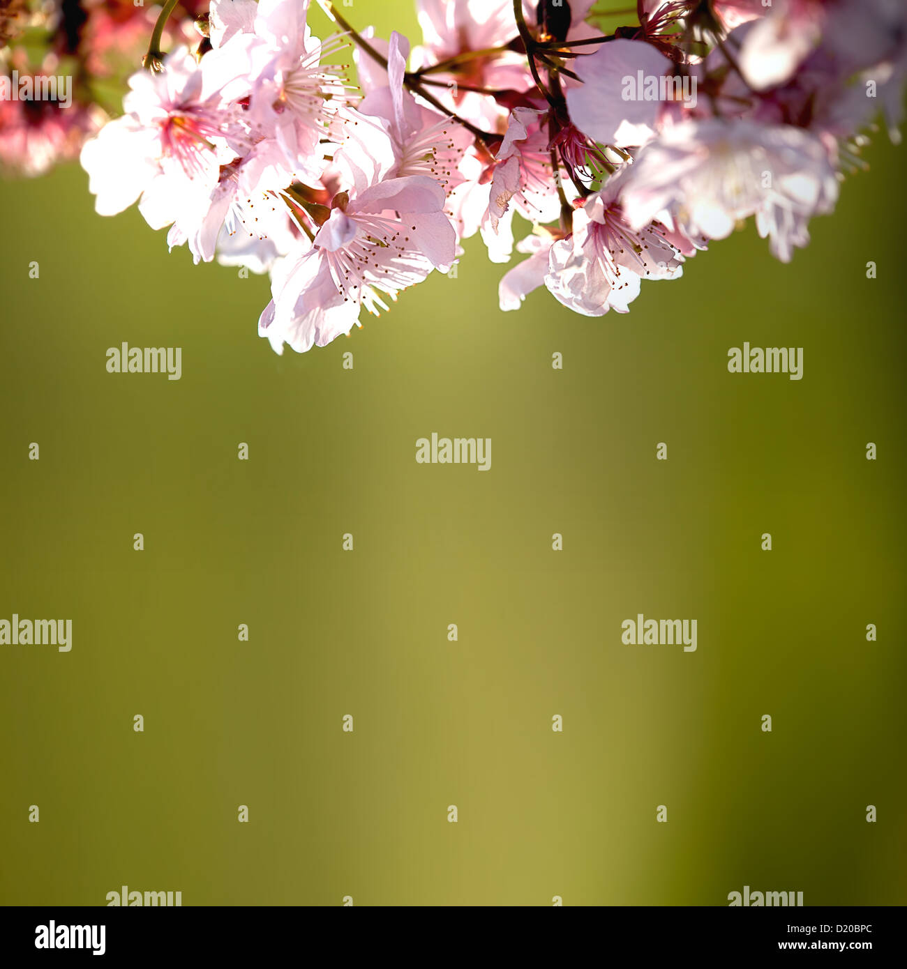 Spring Cherry blossoms in full bloom Stock Photo - Alamy