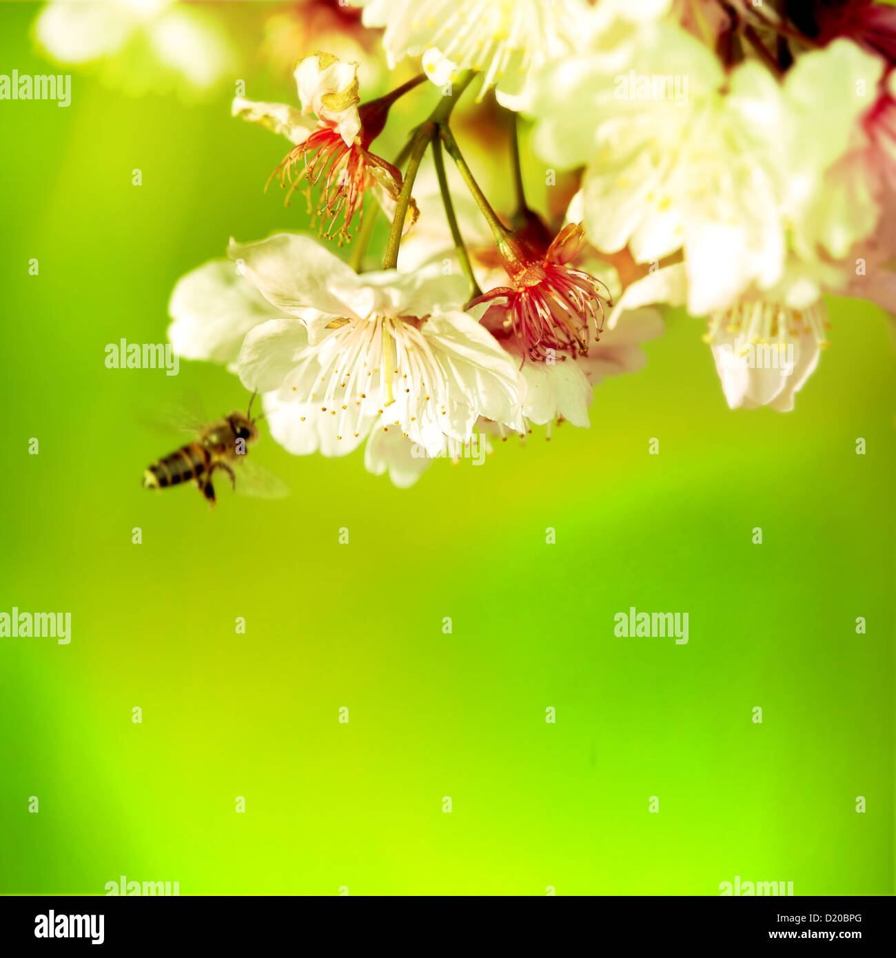 Spring Cherry blossoms in full bloom Stock Photo - Alamy