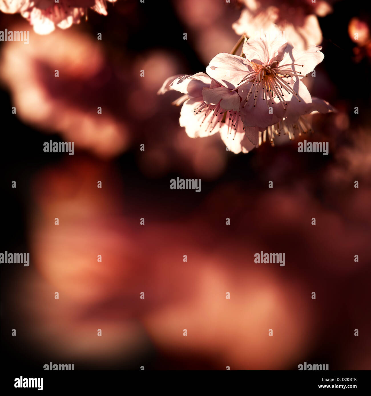 Spring Cherry blossoms in full bloom Stock Photo - Alamy