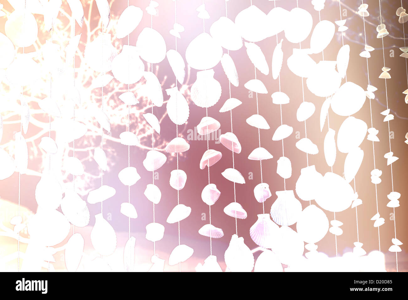 Spring Cherry blossoms in full bloom Stock Photo - Alamy