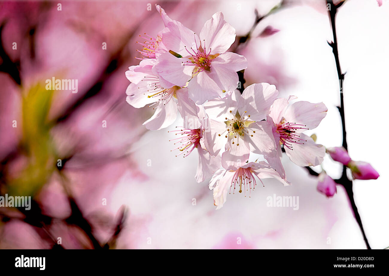 Spring Cherry blossoms in full bloom Stock Photo - Alamy
