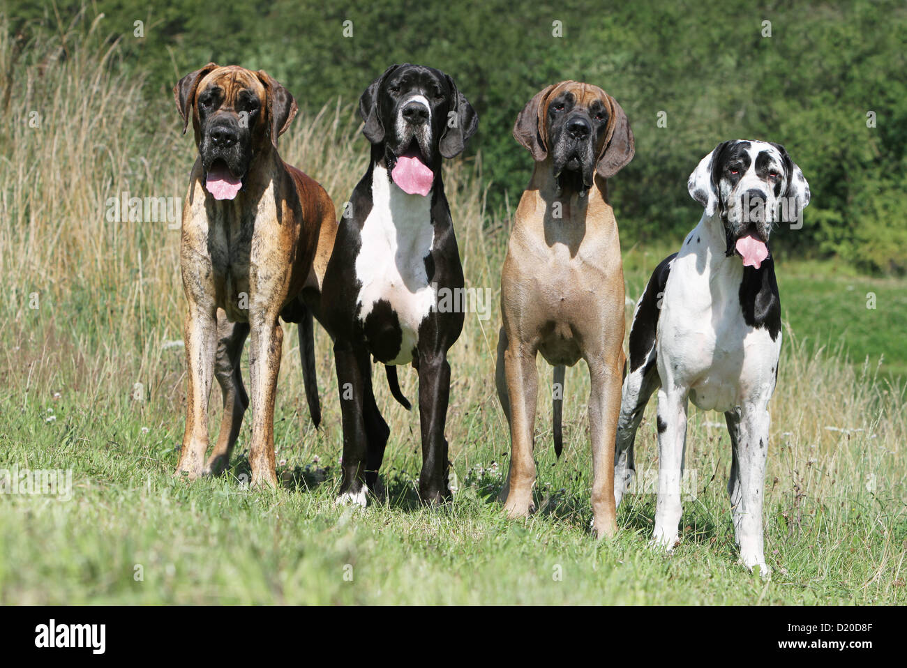 Dog Great Dane / Deutsche Dogge four adults different colors standing (brindle - black - fawn - harlequin) Stock Photo