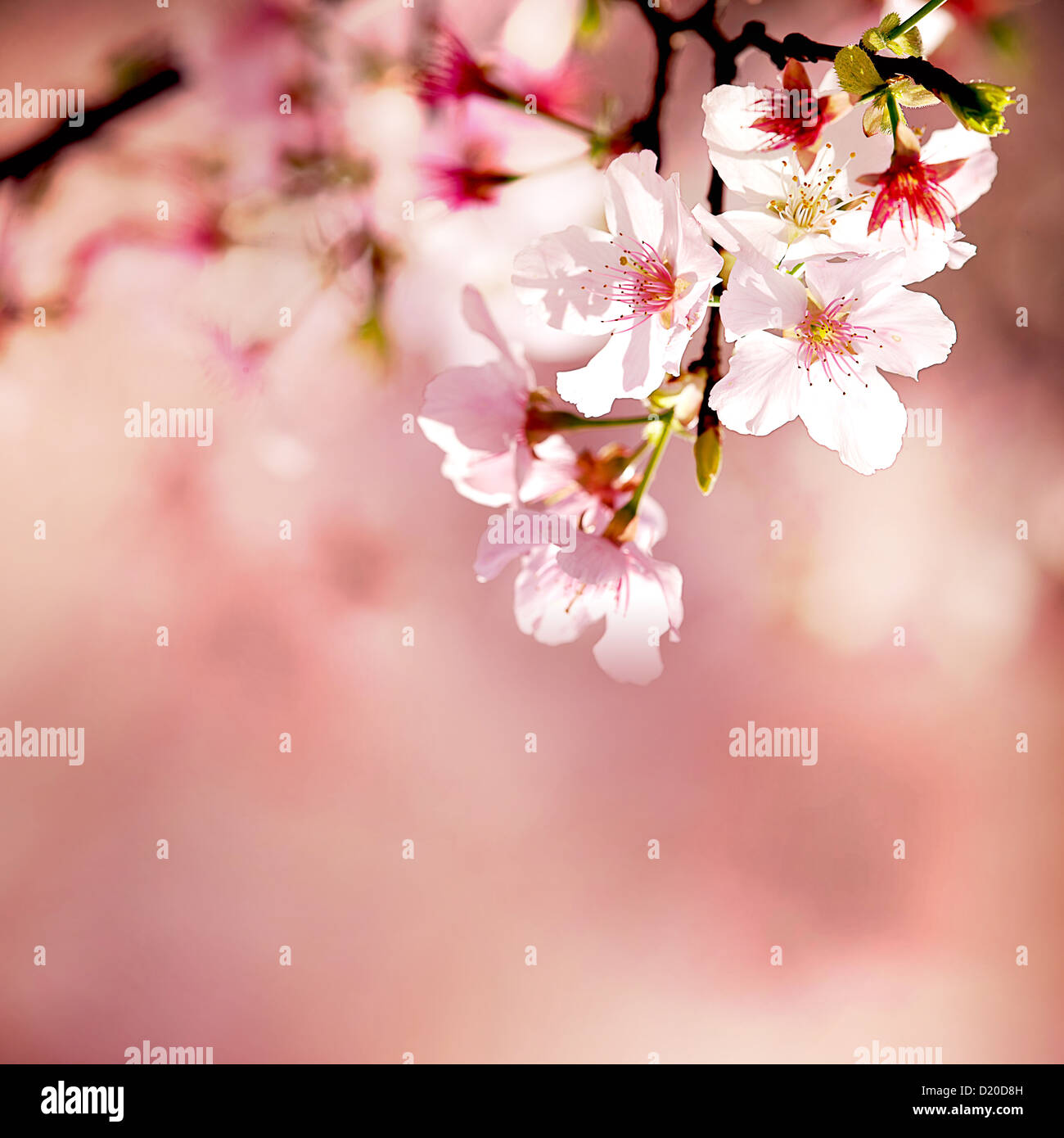 Spring Cherry blossoms in full bloom Stock Photo - Alamy